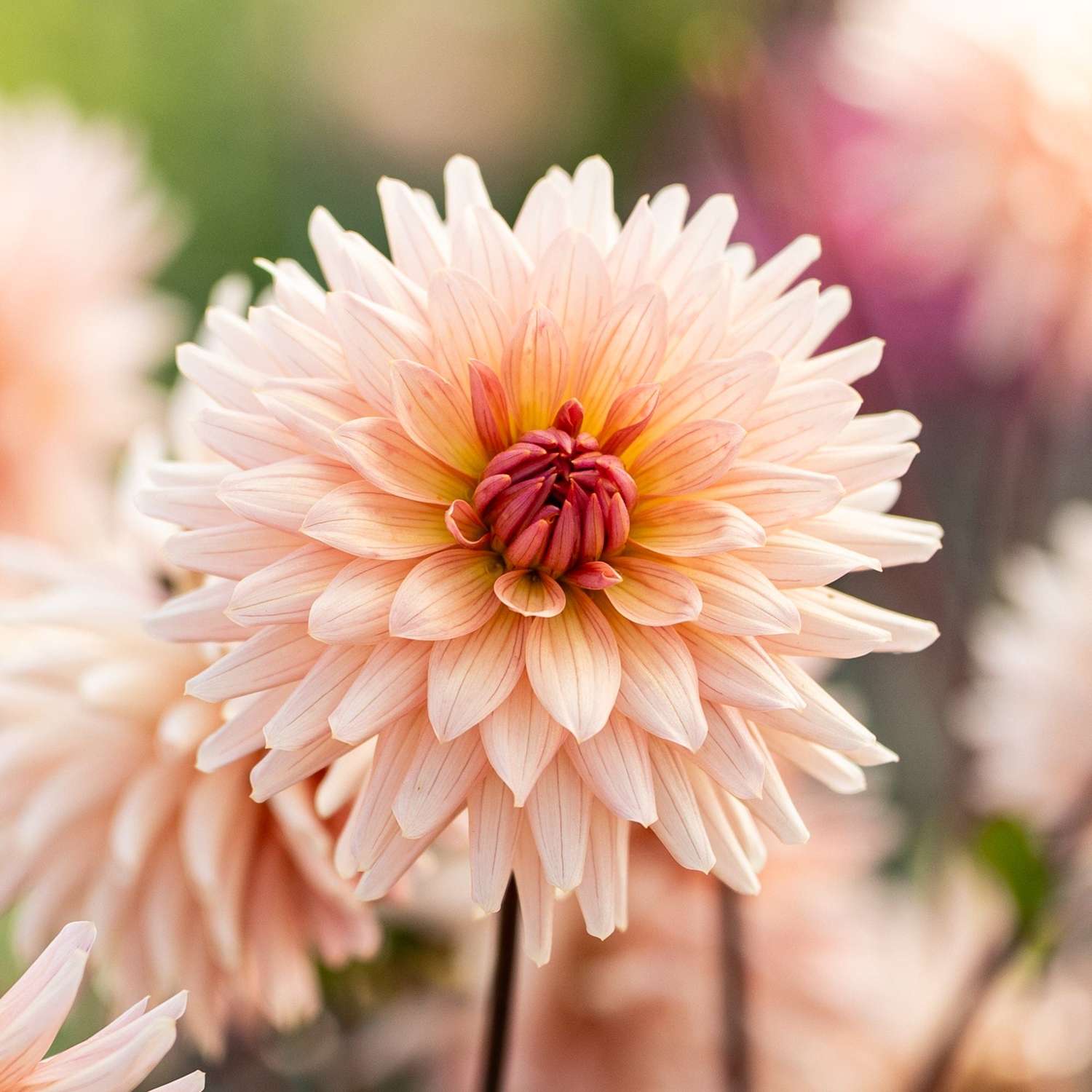 Dahlia 'Preference'